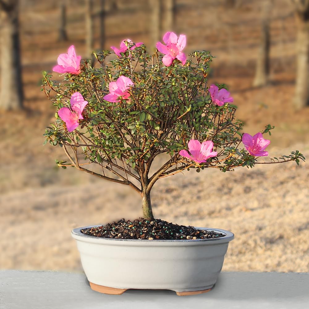 Brussel's Bonsai - Live Satsuki Azalea Flowering Bonsai Tree in Ceramic Bonsai Pot, Outdoor Bonsai Tree Live Plant, 8 Years Old, 10-14 Inches Tall, Easy Care Plant for Patio Garden (Large)