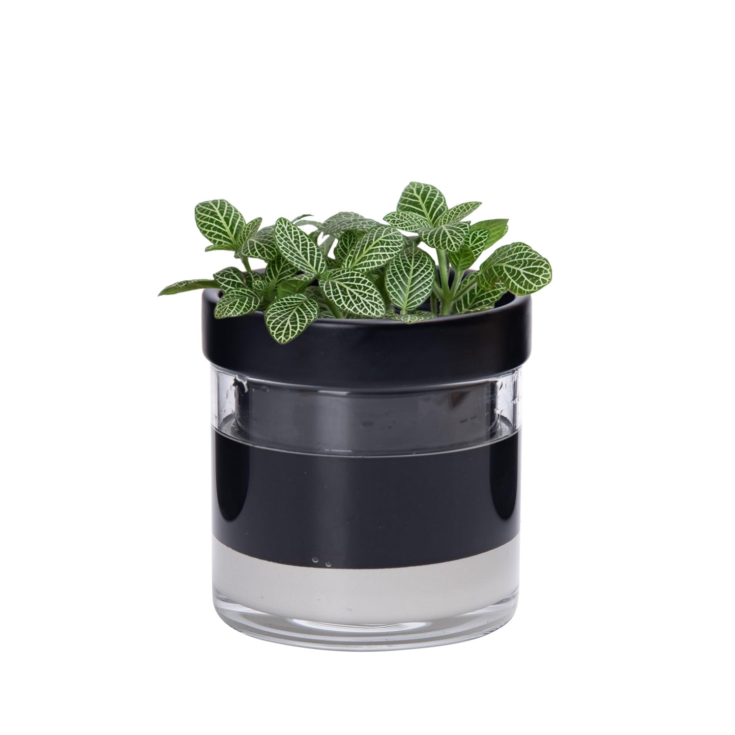 Phoenix Vine 4 Inch Self Watering Terracotta Planter, Black Terracotta Clay Pot with Glass Reservoir for Indoor Plants, Herbs, Flowers, Set of 1, 52-C-E-1