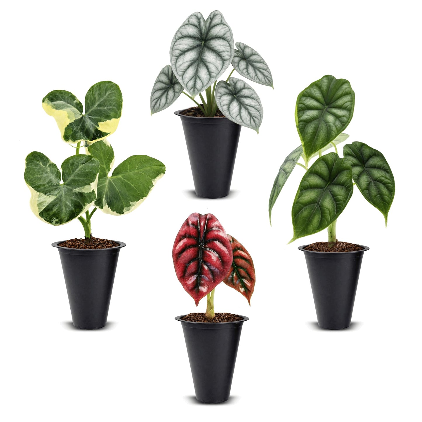 Alocasia Plant Collection (4 Pack) -Cuprea, Mickey Mouse, Silver Dragon, Dragon Scale- Rare Indoor Houseplants, Exotic Elephant Ear Plants Live, Live Starter Plants.