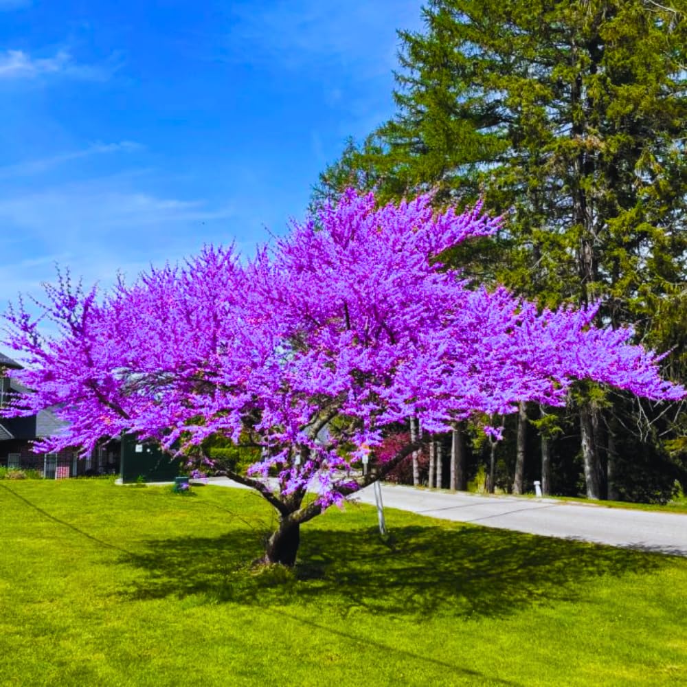 04 Eastern Redbud Trees Live Plants Dormant Seedling, Bare Roots 6 to 14 Inches Tall, Purple Flowers Red Bud Tree for Growing