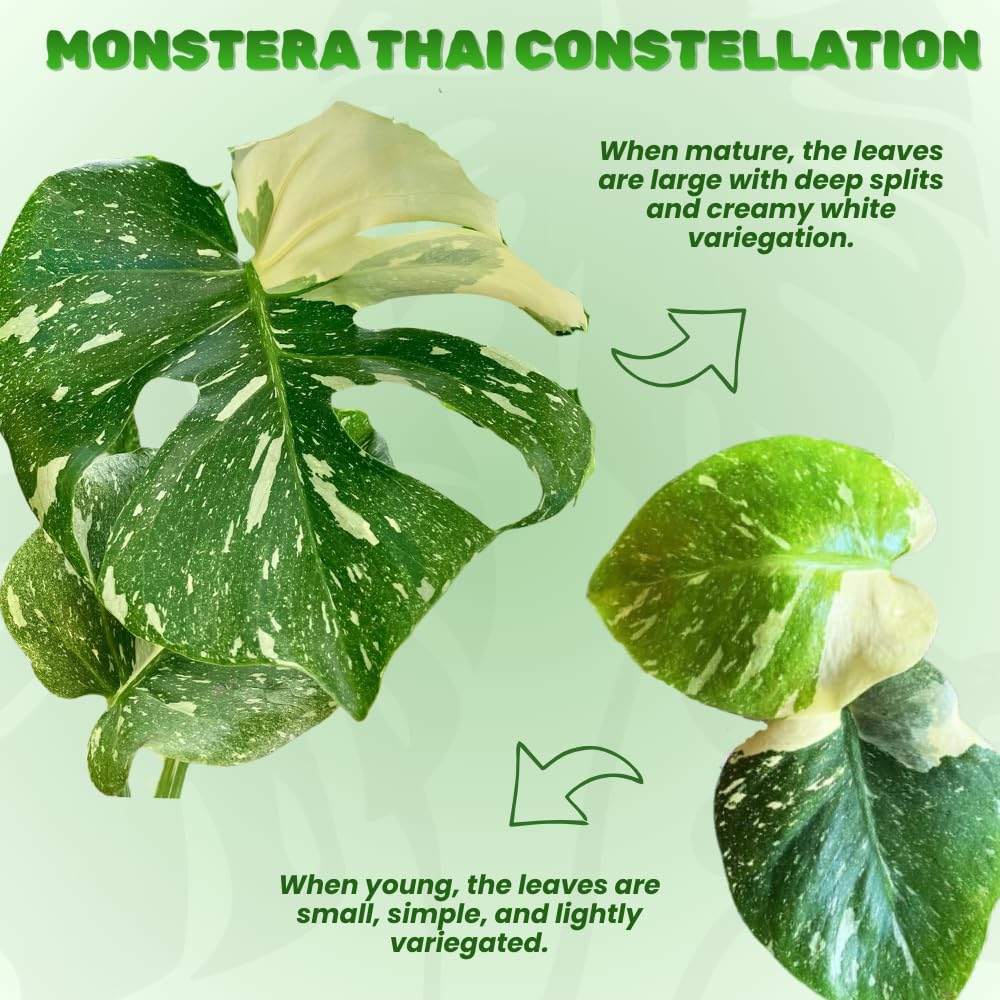 Constellation Monstera Plant Live, Variegated Thai Monstera Deliciosa, Variegated Leaves, Live Indoor Plant, 4–6 Inches Starter Plant for Indoor Houseplant