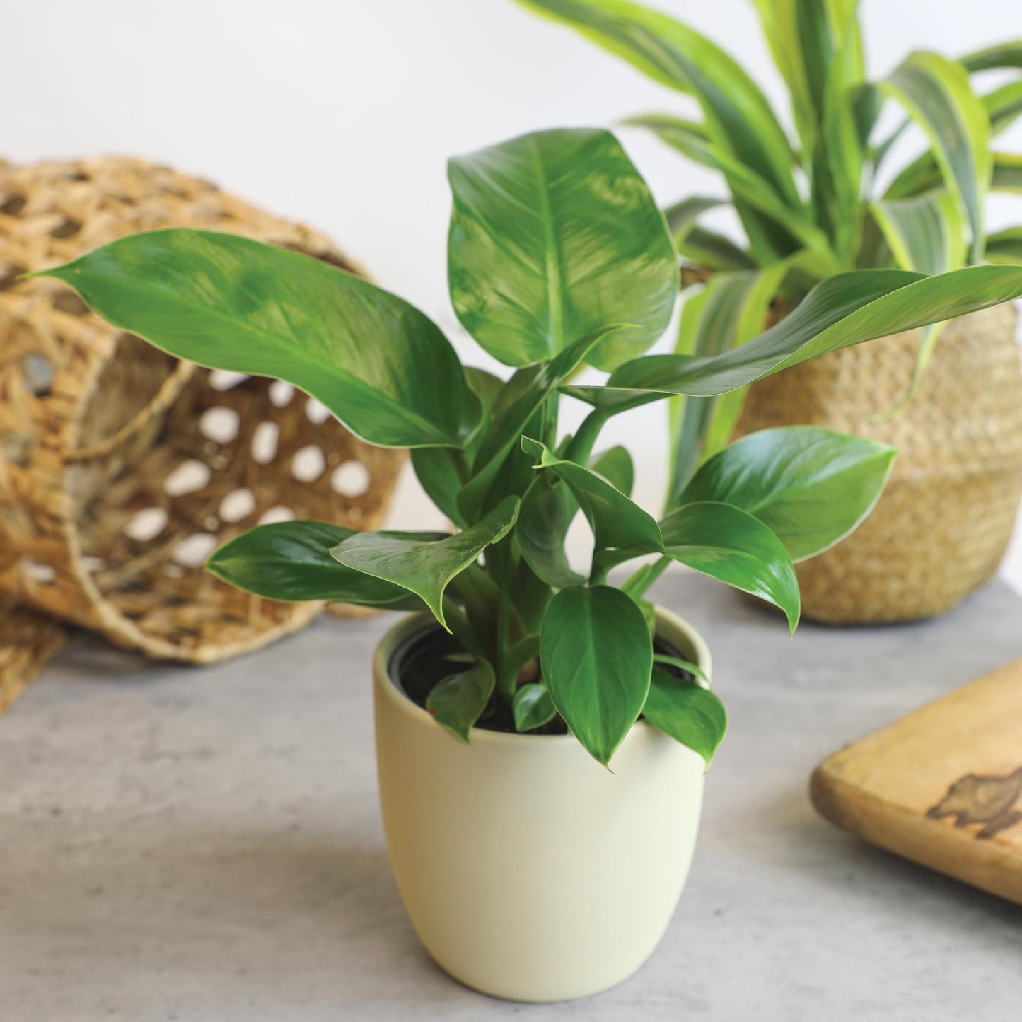 Essential Houseplant Collection (3PK), Easy Plant Varieties, Air Purifying Pack with Real Pothos, Peperomia, & More Popular Live Houseplants for Home or Office by Plants for Pets