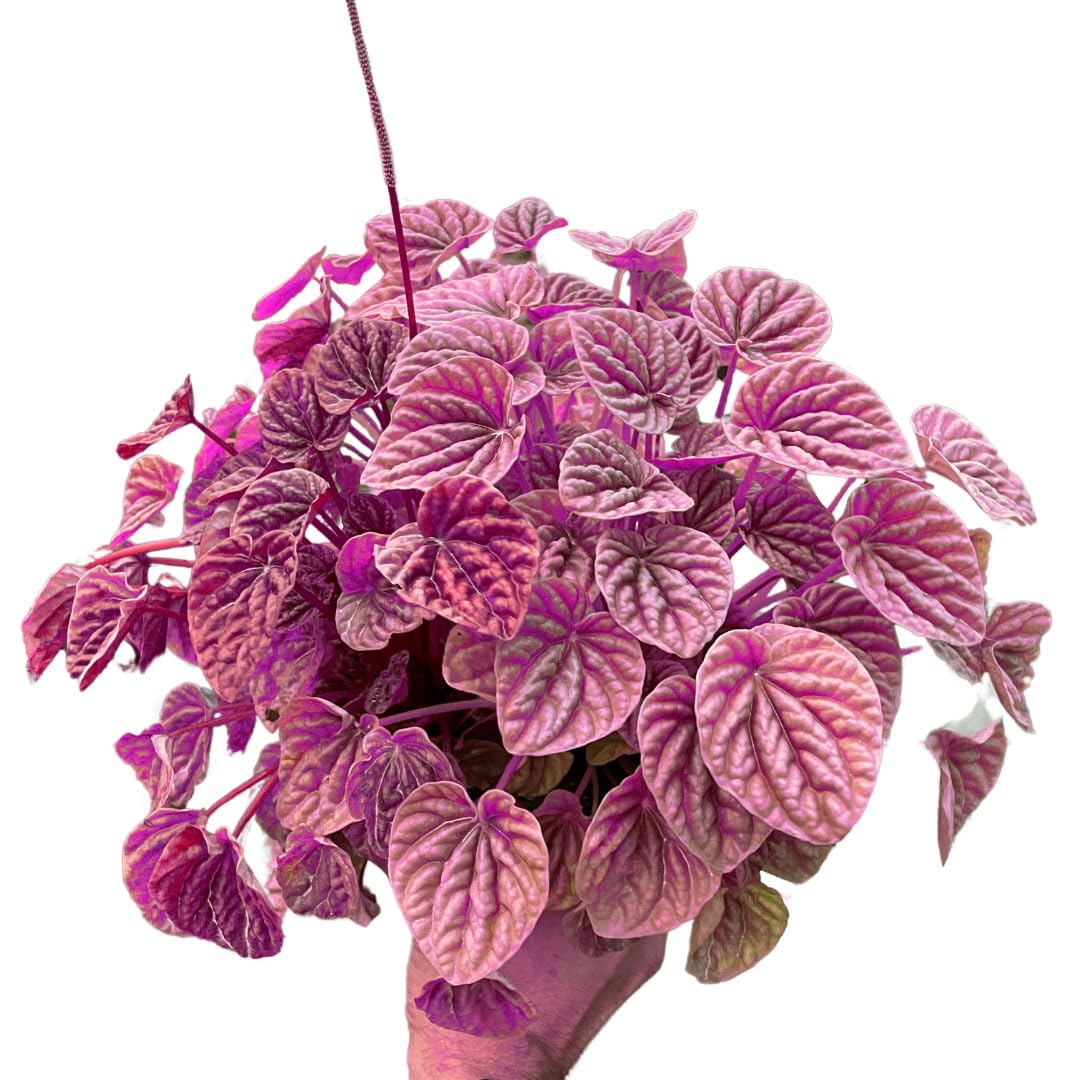 Peperomia 'Quito' in 4in Pot - Live Tropical Houseplant - Easy to Grow | Variegated | USA Growers | The Snobby Leaf