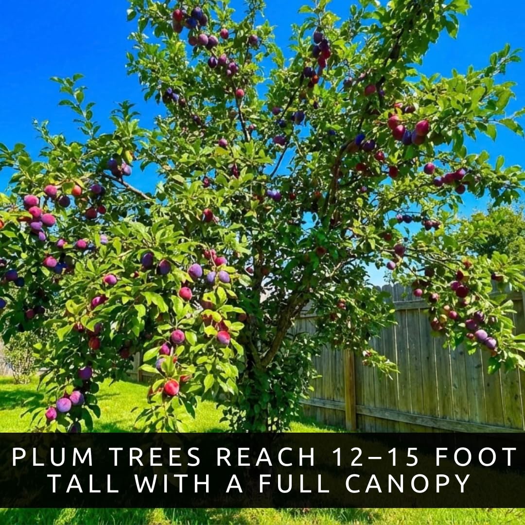 2 Sweet American Plum Tree Seedlings for Planting – Well-Rooted 1-Year-Old Trees (2), Easy-to-Grow Fruit Trees for Home Gardens, Backyard Orchards, and Fresh Plum Harvests
