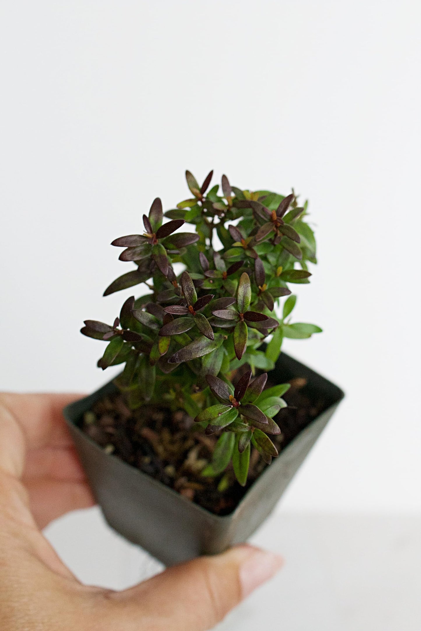 Generic Bonsai Starter Myrtle Compacta Plant Gift Mini Starter Plant 2 inch Pot Outdoor Zen Garden Gift for Mom (1), Green