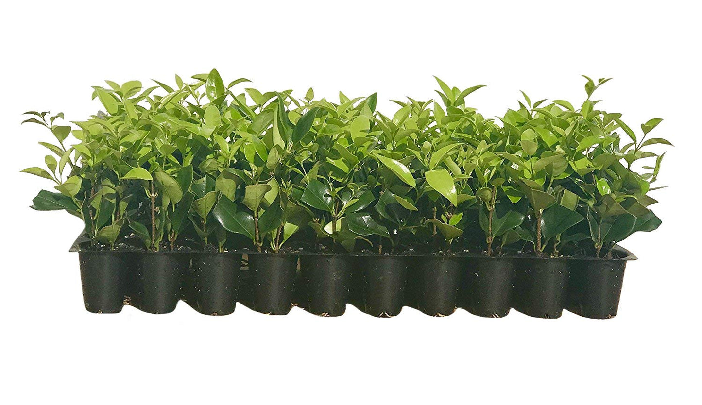 Ligustrum Waxleaf Privet - 15 Live Plants - Evergreen Privacy Hedge