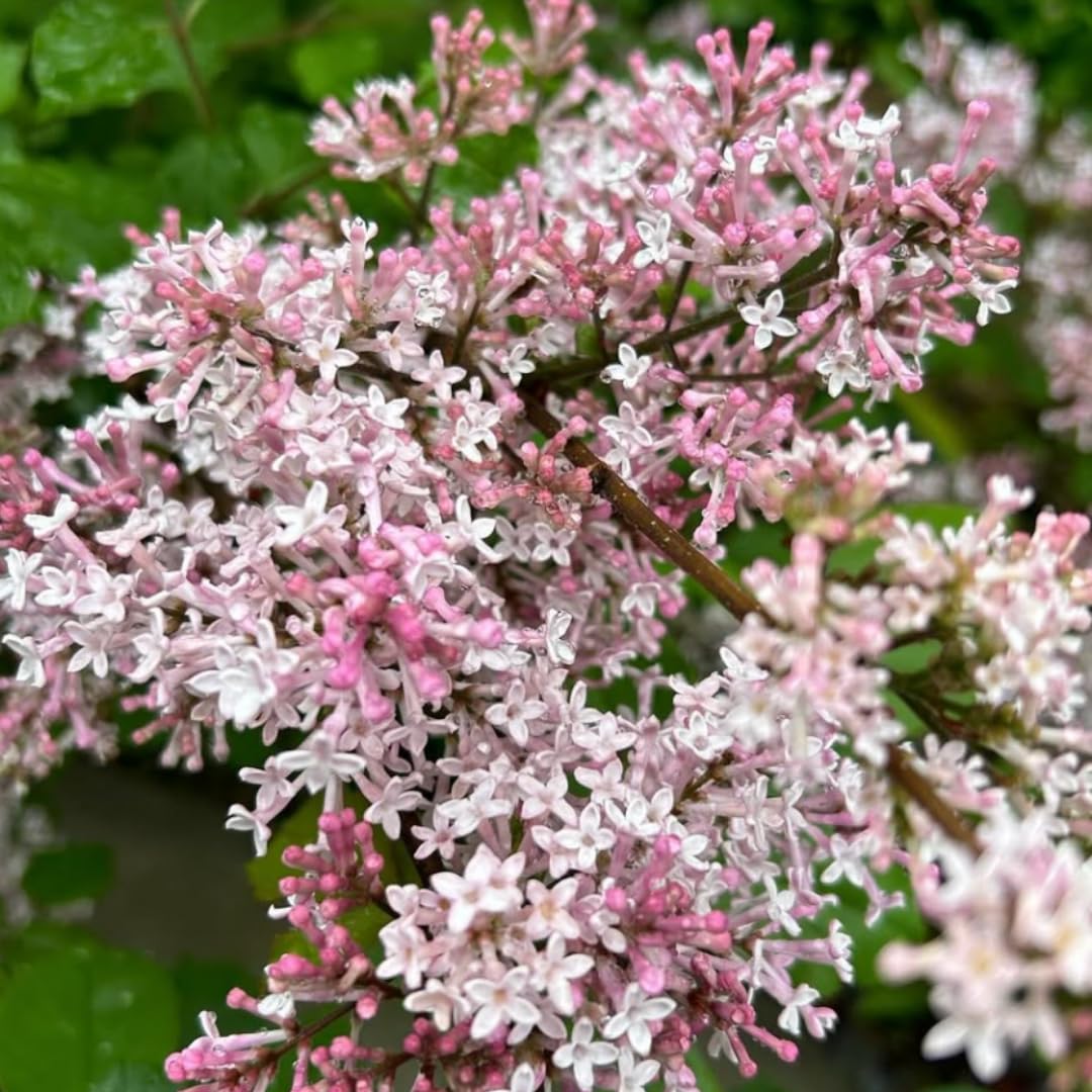 Lilac Live Shrub in Quart Pot, Vibrant Pink Blooms, Spring Fragrant Flower Bushes, Easy Grow, Outdoor Garden Planting