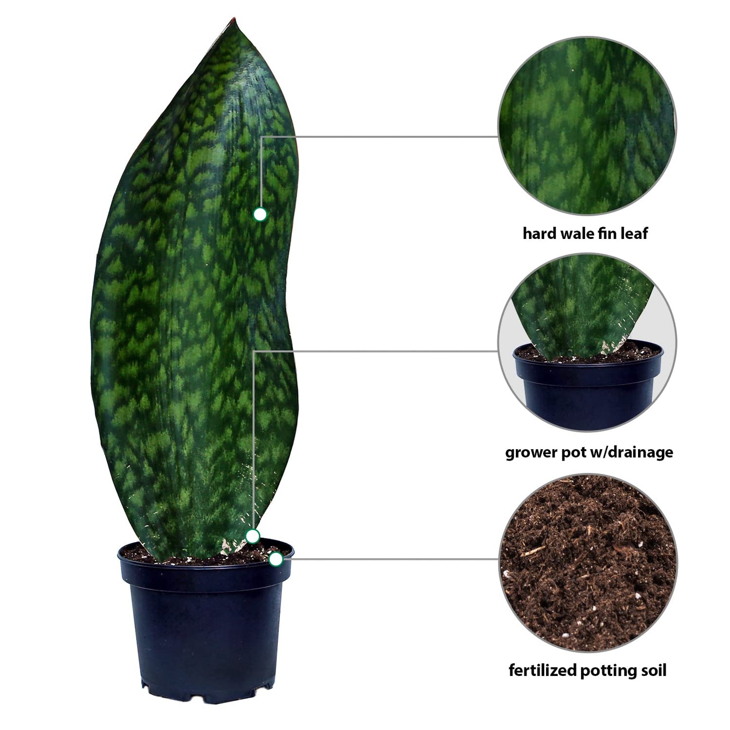 Live Sansevieria Masoniana, Mason’s Congo, Whale Fin, Shark’s Fin, Rare Houseplant, Housewarming Gift, Christmas Gift, Father's Day Gift, Live Home Decor Plant in 6" Pot