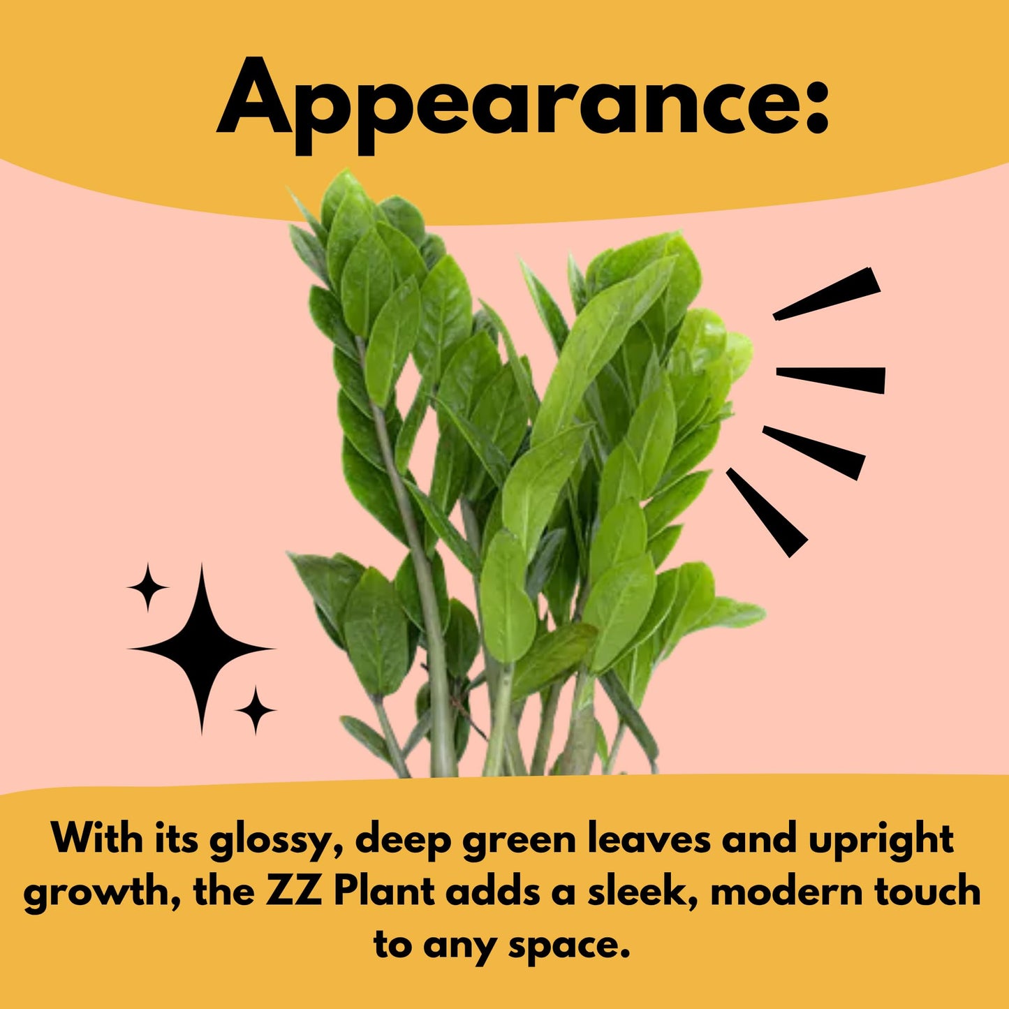United Nursery ZZ Plant Live 10–14 inches Tall in 6 inch Plant Pot, Easy Care Low Light Indoor House Plant for Home and Office Decor