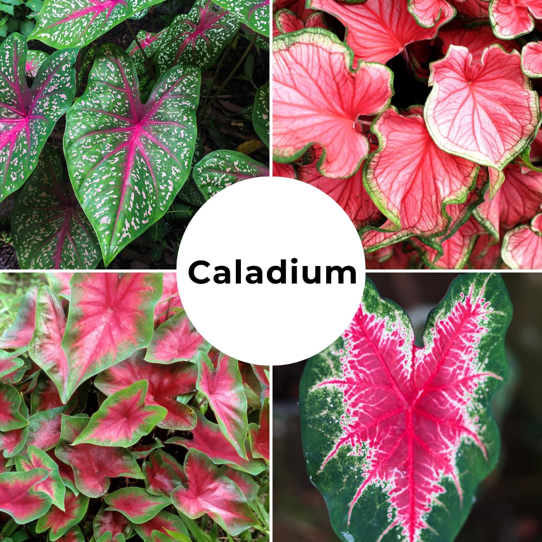 6 Pinky Swear Caladium Bulbs for Planting - Perennial Hosta, Elephant Ears, Fancy (6 Bulbs)