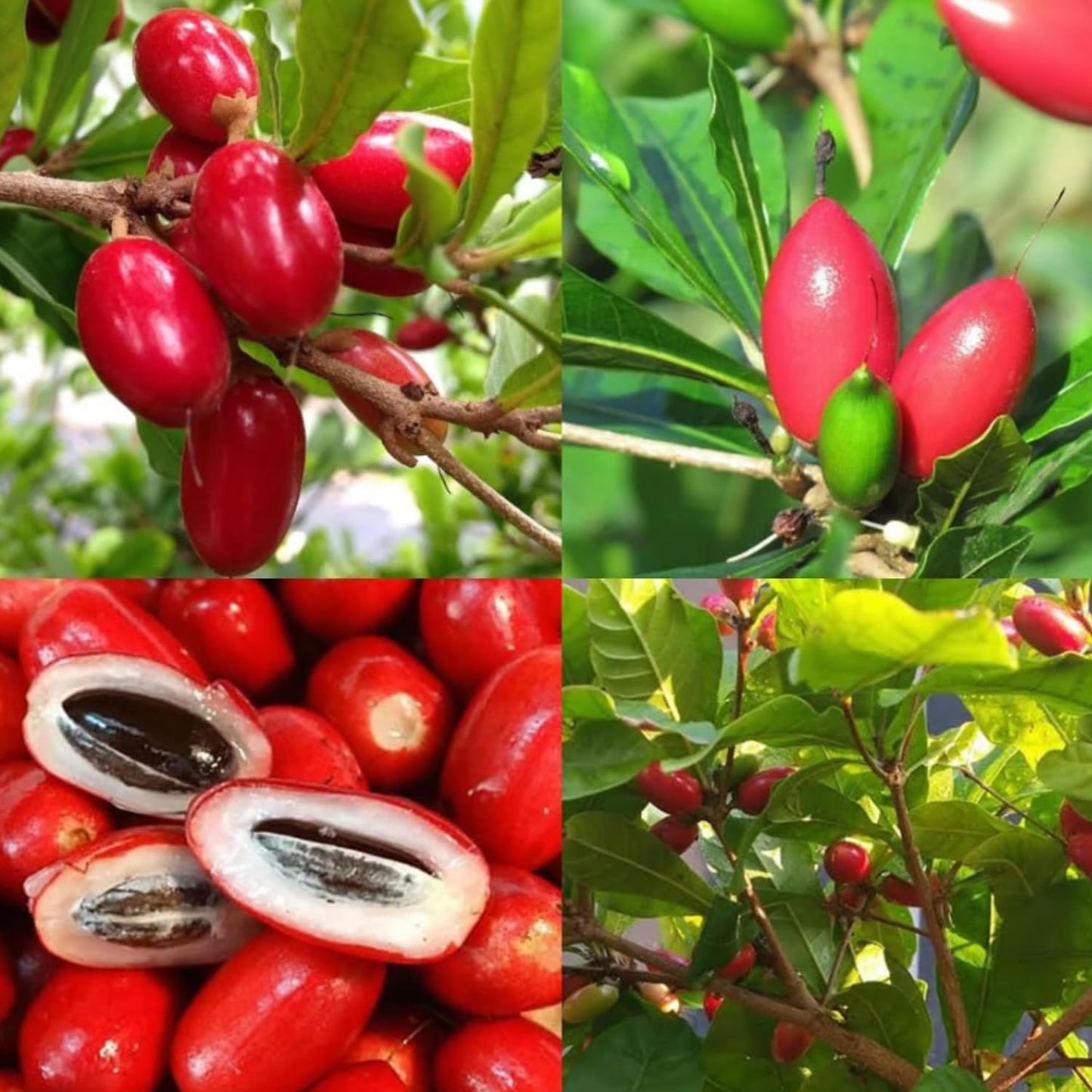 Miracle Fruit Tree for Planting, Miracle Fruit Live Plant in Gallon Pot, 1-2 Feet Height, Berry Plant for Garden, No Ship to CA