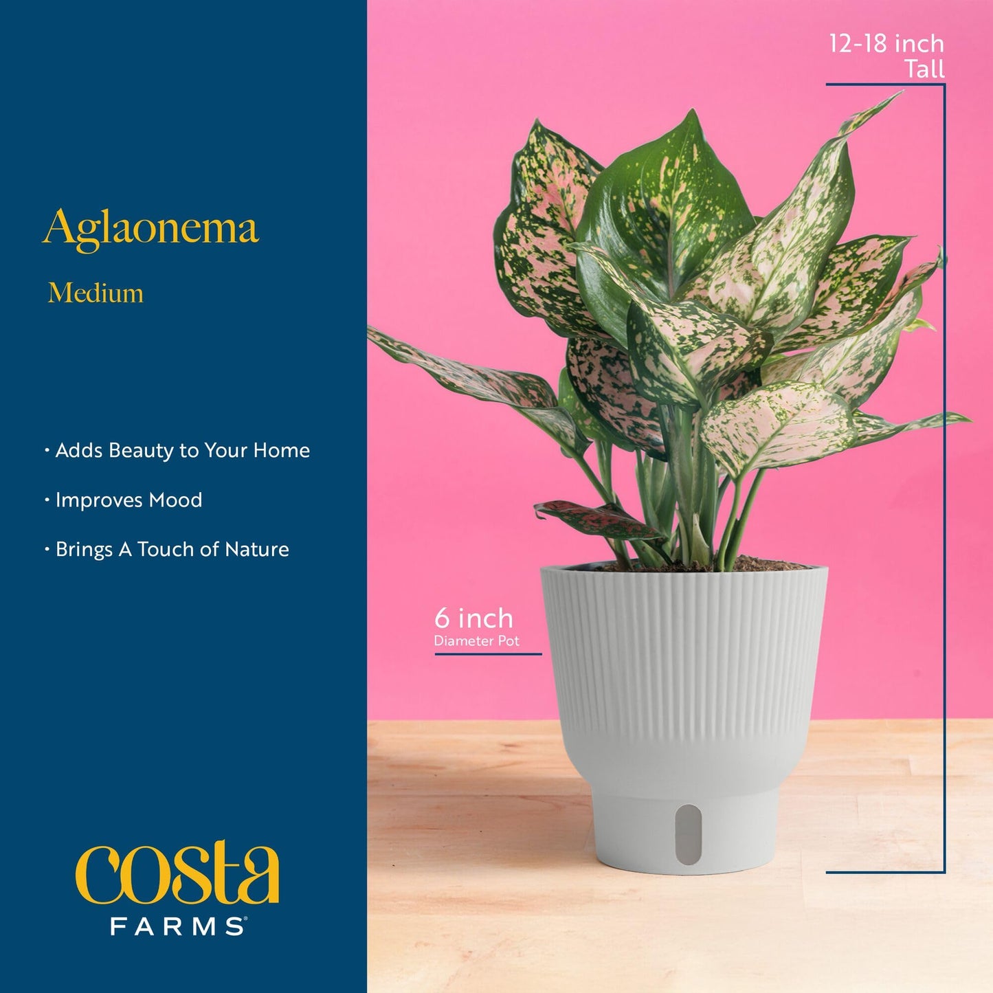 Costa Farms Trending Tropicals Aglaonema Live Indoor Plant, Self Watering Décor Plant Pot, 1 Foot Tall