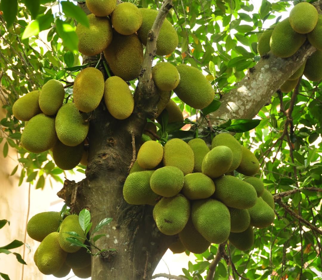 Jackfruit Tree Live for Planting, Tropical Jackfruit Tree Live Plant Indoor Outdoor, 3-4 Feet Tall in 3 Gallon Pot, No Ship CA