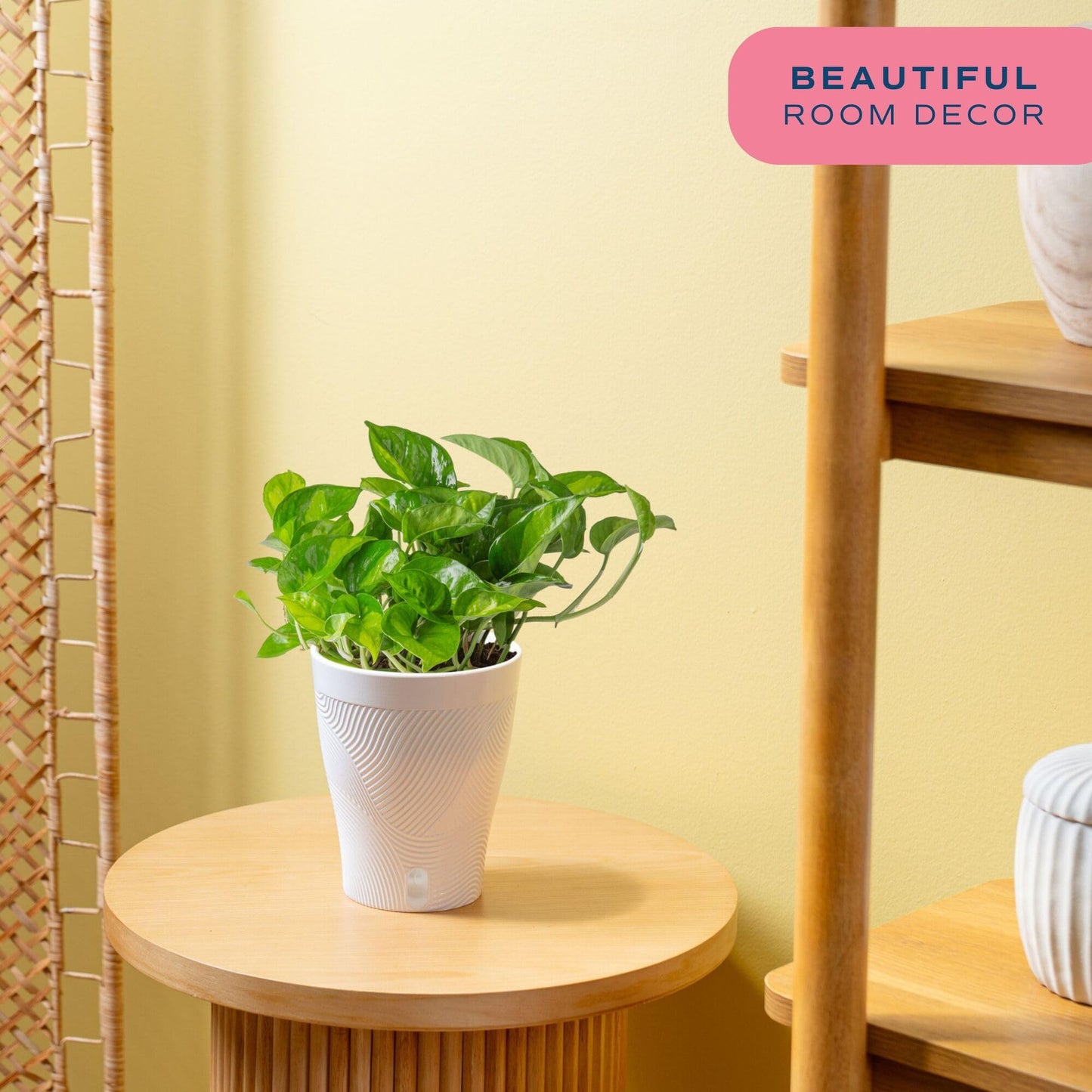 Costa Farms Global Green Pothos Live Plant in Self Watering Pot, Air Purifying Indoor Houseplant, Perfect for Home, Room, or Office Decor, Great House Warming or Birthday Gift, 10-12 Inches Tall