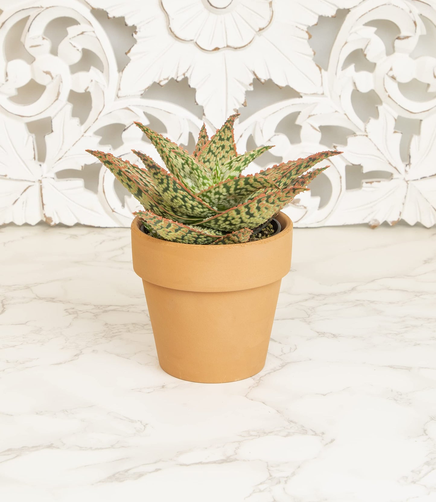 Live Aloe Plant Succulents, Star Aloe Plants Live in Clay Pots for Plants, Succulents Plants Live in Potting Soil, Potted Succulents Live Plants, Cactus Plants Live Succulent Plants by Plants for Pets