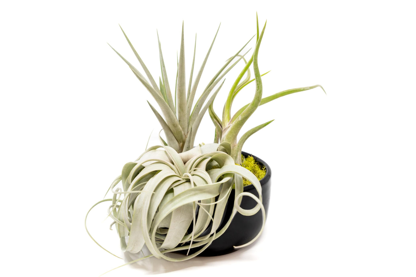 Air Plant Shop Large Assembled Air Plant Bowl Garden - Wholesale and Bulk - Succulents - Live Tillandsia - Easy Care Indoor and Outdoor House Plants (1 Xerographica and 2 Large Air Plants)