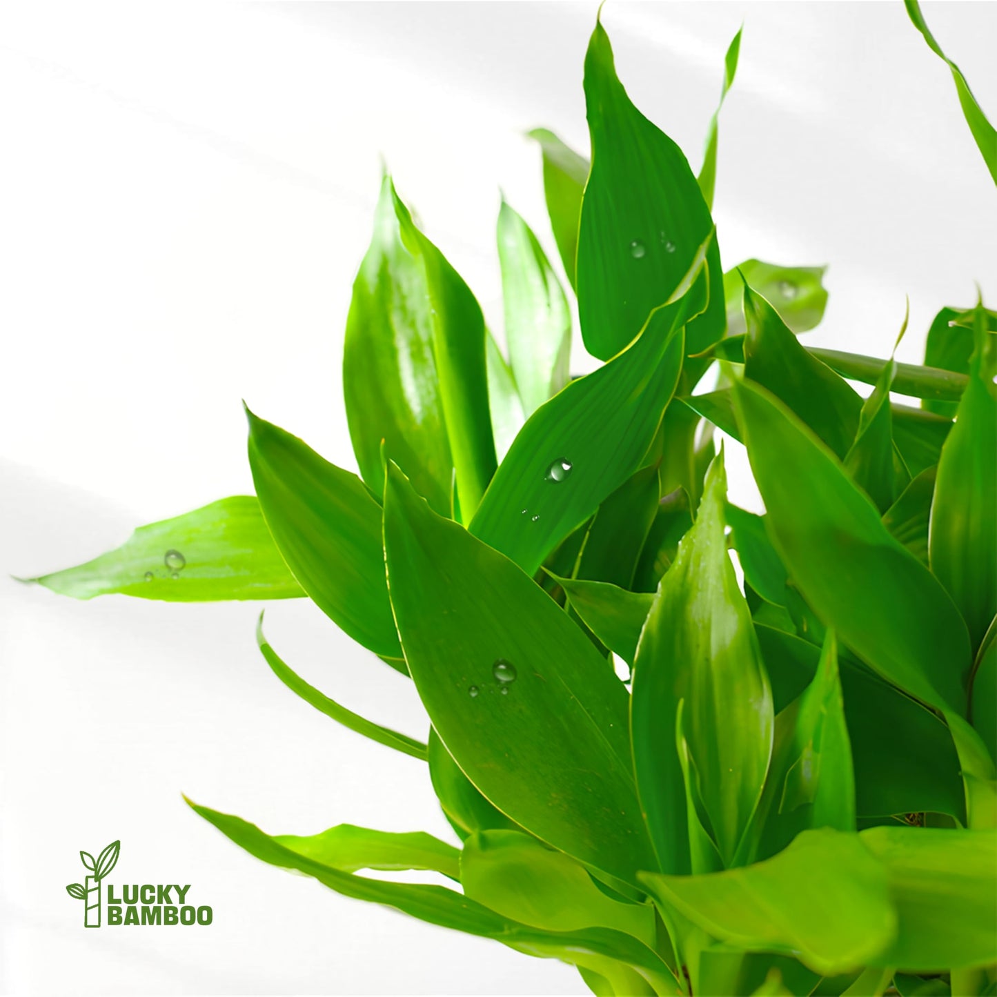 Lucky Bamboo Plants Live Indoor (10 Stalks, 8 Inch) - Fresh House Plants for Office Desk, Home Decor, for Positive Energy, Prosperity & Easy Care