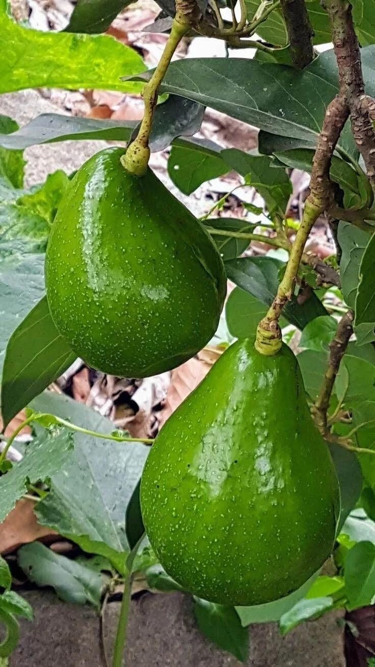 Live Plant - Avocado Pollock Tree 1'-2'