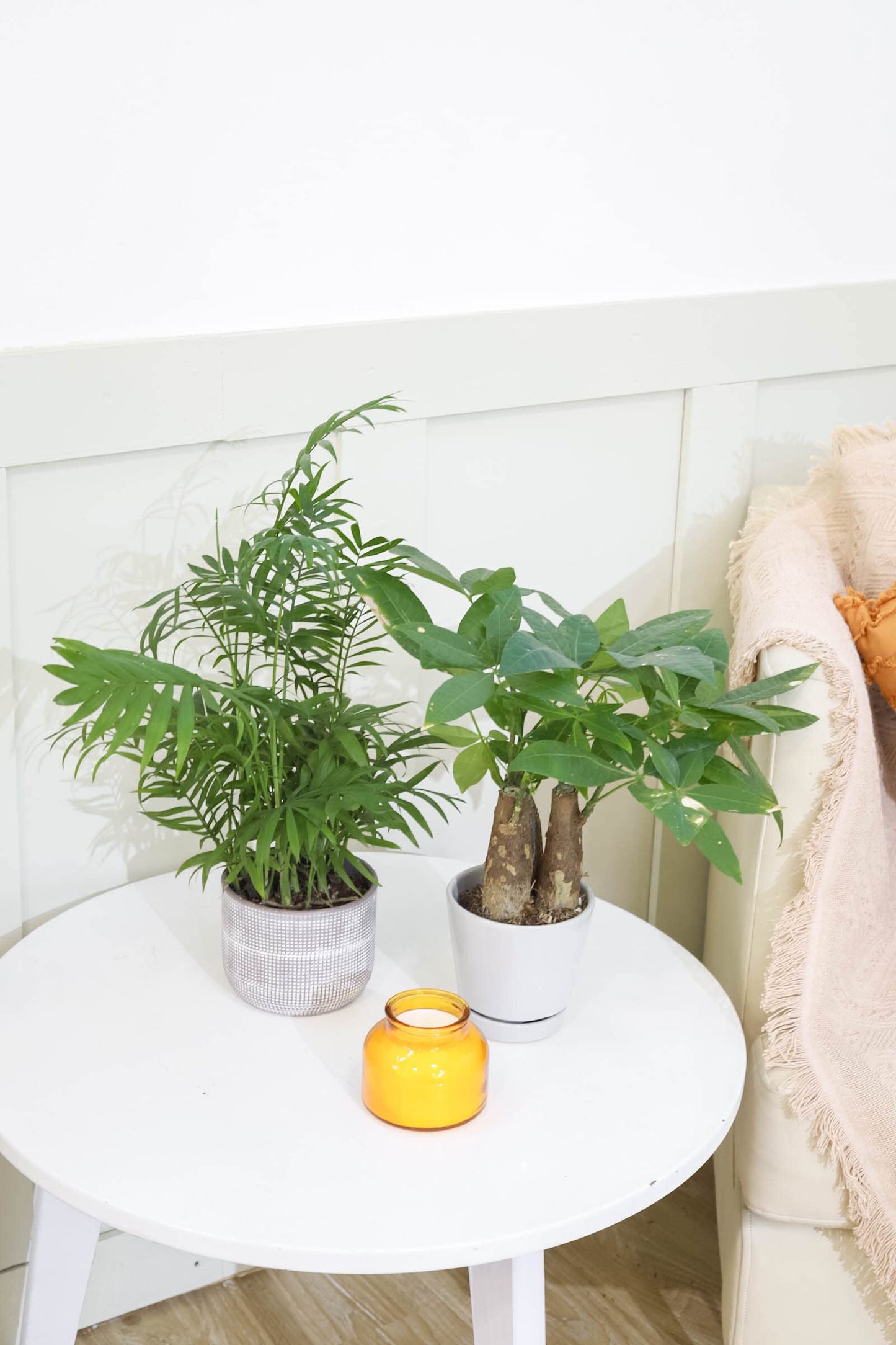 Neanthe Bella Palm (4" Grower Pot) - Air Purifying and Live Healthy Houseplant - Easy to Grow, Easy to Care Indoor Houseplant for Home and Office Decor