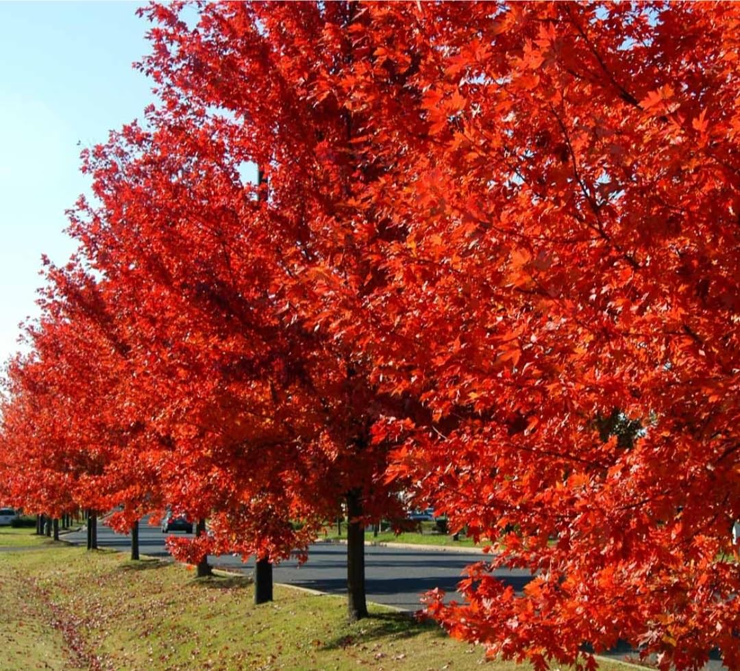 80 Seeds Red Maple Outdoors Maple Tree Seeds Acer rubrum PeavyTailor