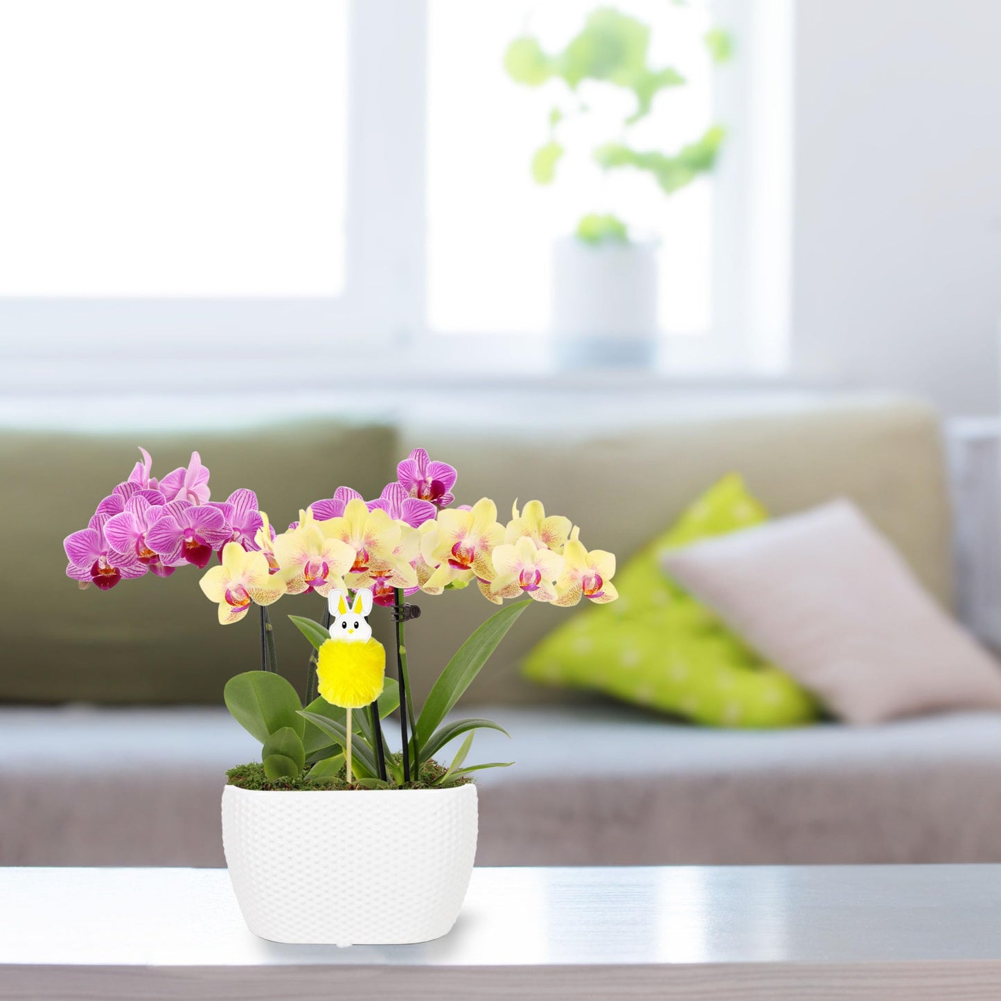 Green Circle Growers Pink and Yellow Orchid Duo in 4" White Pot with a Bunny Pick, Live Indoor Plants, House Plant