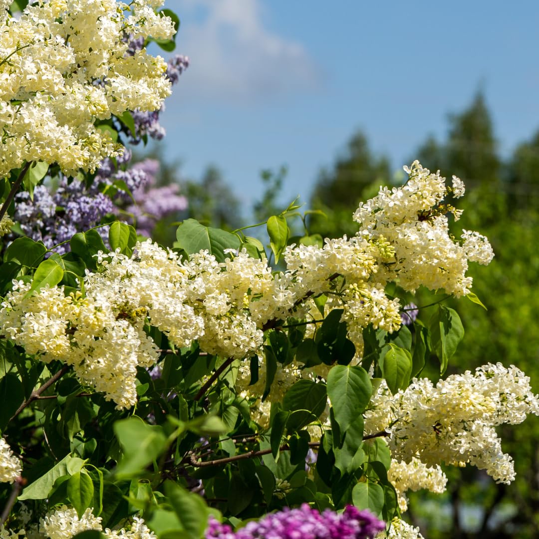 Live Yellow Lilac Plant Fragrant Syringa Flower Starter Plant, 6 to 8 Inch Tall Dormant Well Rooted
