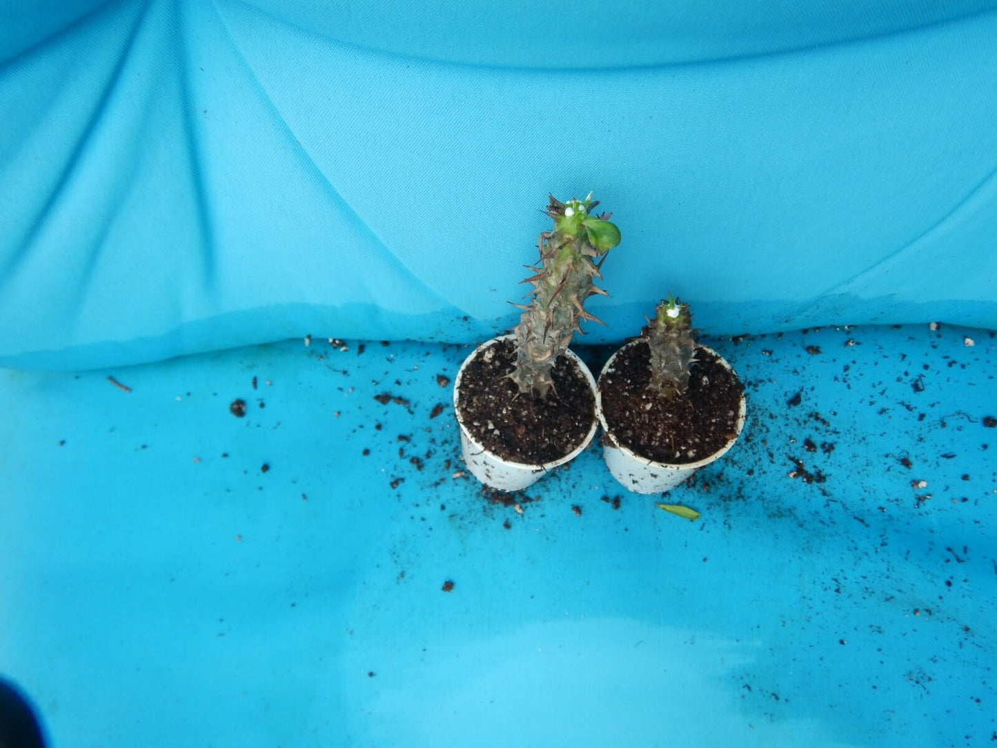 Live Plant - Queen of Luckcrown of Thorns-Euphorbia Miliichrist Plantstarter Plant