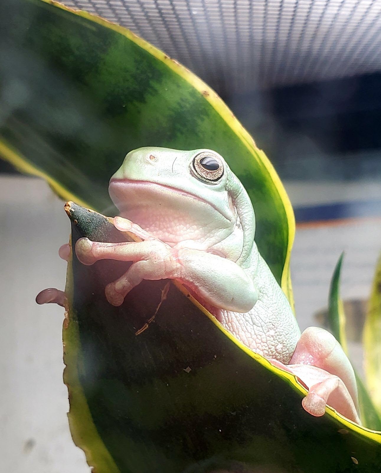 Josh's Frogs Sansevieria spp. 'Snake Plant' - Grower's Choice (2" Pot)