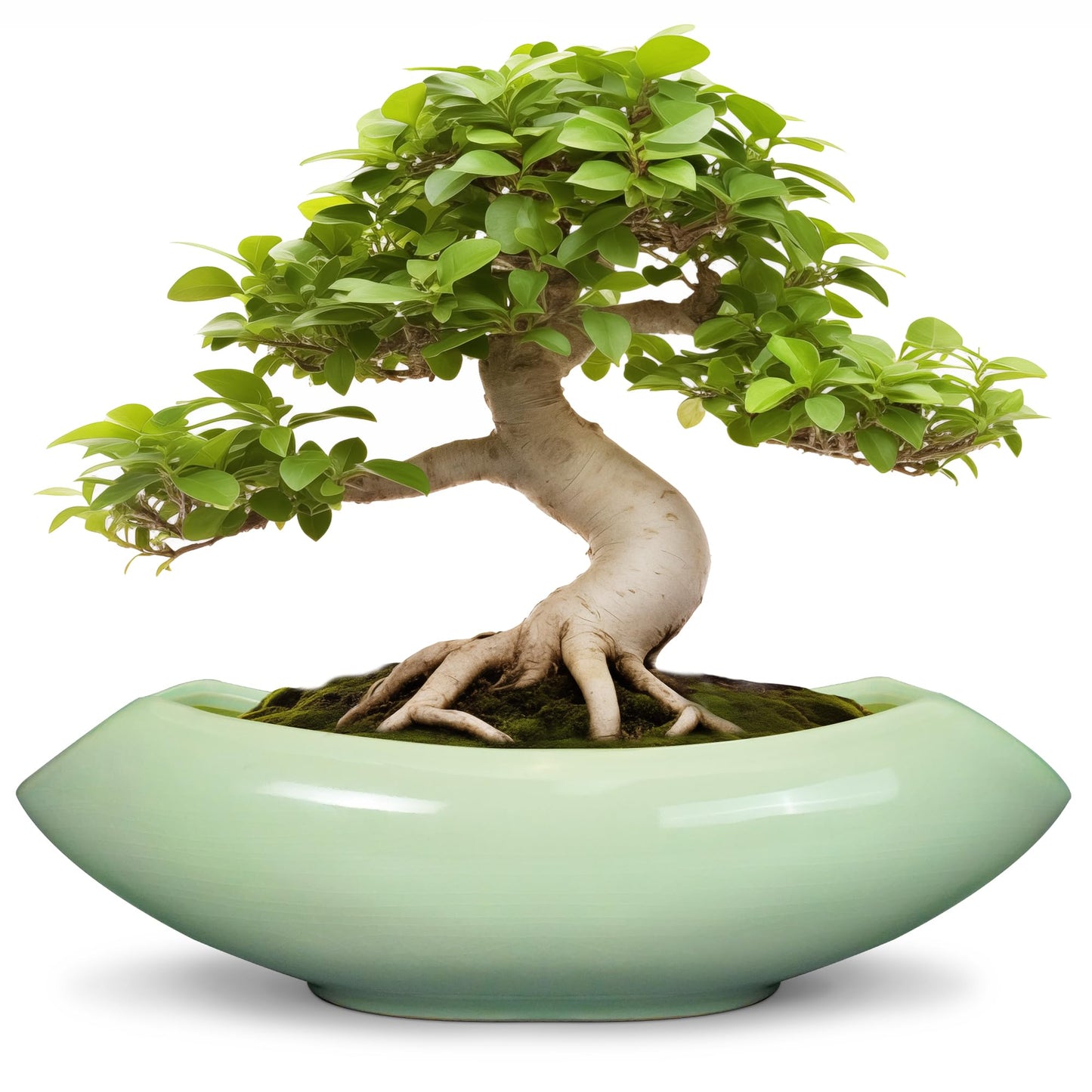 Teagas Ceramic Bonsai Pots - Large Succulent Planter 18 Inch Plant Pot Indoor Succulent Pot with Drainage Hole Outdoor Planter Bonsai Tree Pot for House Home Garden Decor Green