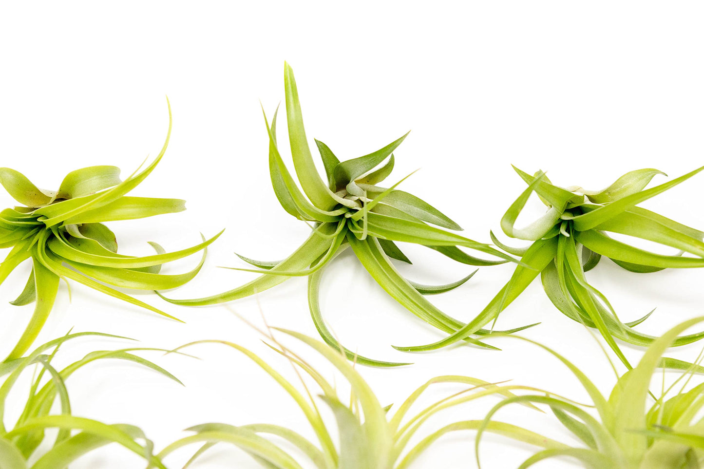 10 Pack Air Plant Green Abdita Brachycaulos Tillandsia - Available in Wholesale and Bulk - Live Succulent House Plants – Home and Garden Decor - Easy Care Indoor/Outdoor Air Plants