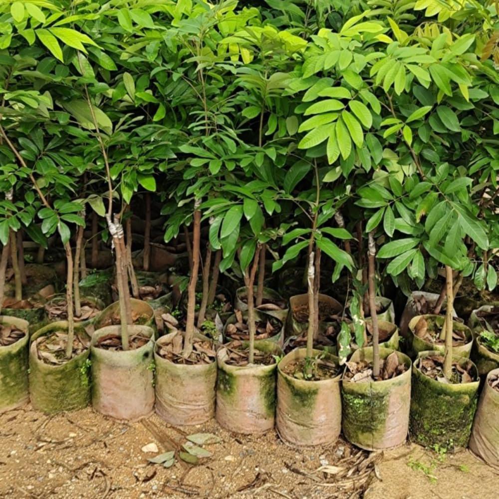1 Year Old Longan Tree Live Plant, Well-Rooted for Zones 9-11, 8-10 Inches Tall in 4 Inch Pot, Tropical Fruit Tree for Indoor or Outdoor Growing
