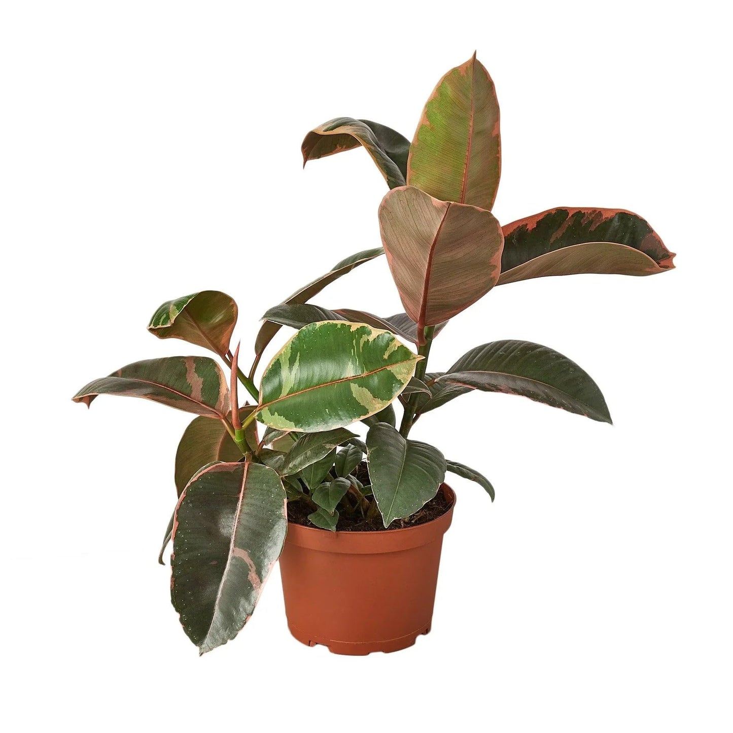 Ficus Elastica 'Ruby Pink' | Live Plant for Indoor & Outdoor | for Living Room, Office, Bathroom | (4" Pot)