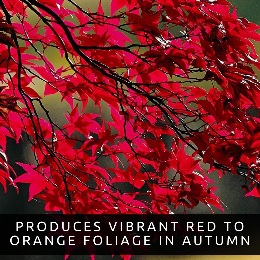 3 Pack Red Maple Trees (Acer rubrum) – Live Hardy Shade Trees, Vibrant Red Foliage, Fast Growing Landscape Trees for Yard & Garden - Ships Dormant, No Leaves