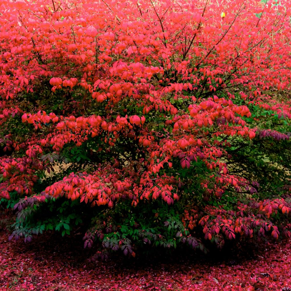 Red Burning Bush Shrub Live Plant, Dwarf Burning Bush Plant in Quart Pot, 6 to 10 Inches Height, Hardy Ornamental Shrubs for Outdoor Planting