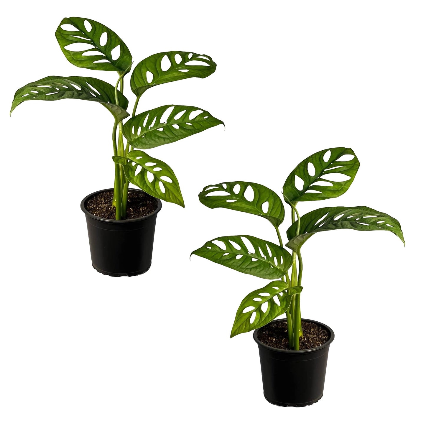 LEAL PLANTS ECUADOR Monstera Adansonii Swiss Cheese Plant (Pack of 2) Indoor houseplant | Live Plant Easy to Grow Indoor| Air Purifying Indoor Plant, Unique Gift for Plant Lovers