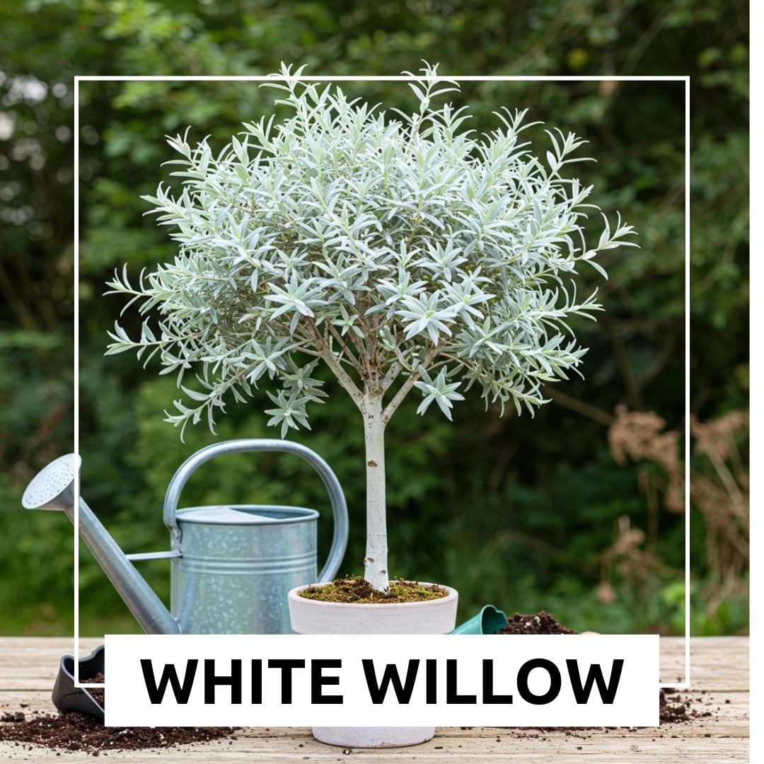One White Willow Tree - Silver Leafs Shimmer in The Moon Light - One Cutting to Grow, Beautiful Outdoor Shade or Privacy Trees