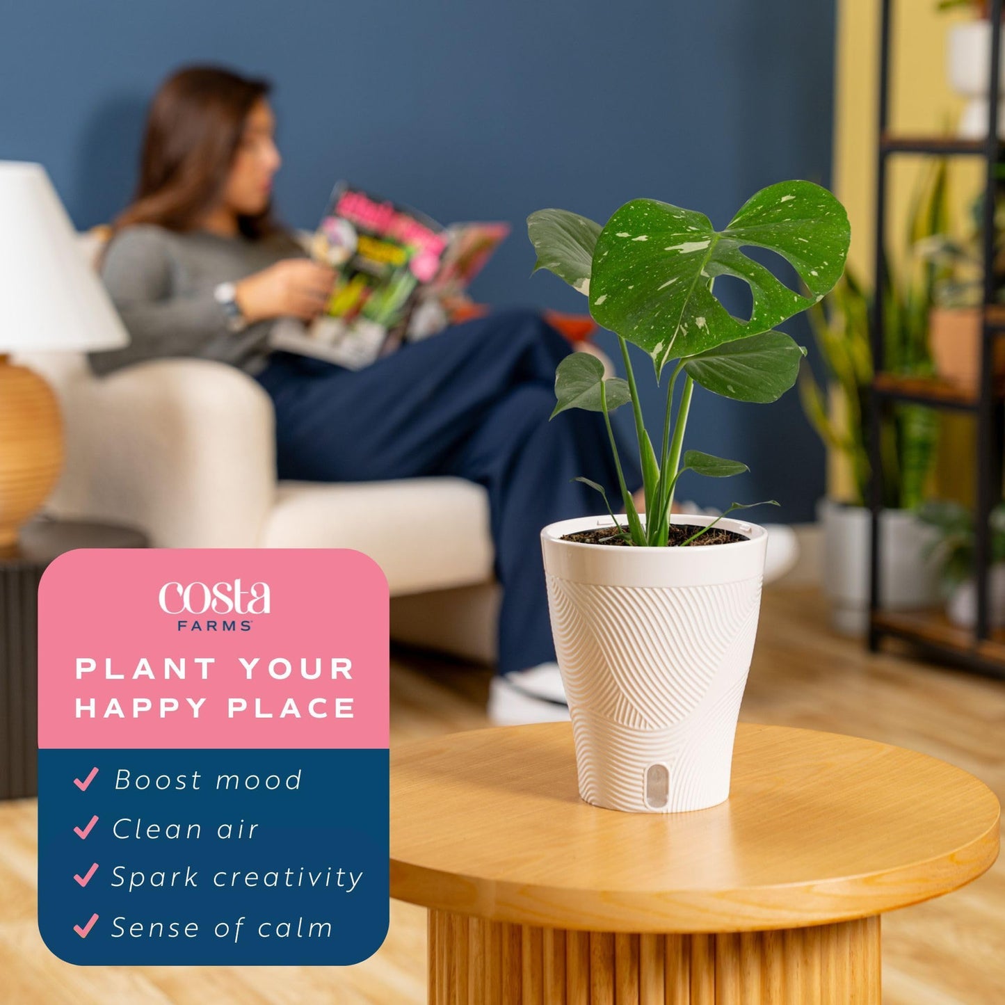 Costa Farms Thai Constellation, Variegated Monstera Live Plant in Self Watering Pot, Indoor Houseplant, Home, Room, or Office Decor, House Warming or Birthday Gift, 12-18 Inches Tall