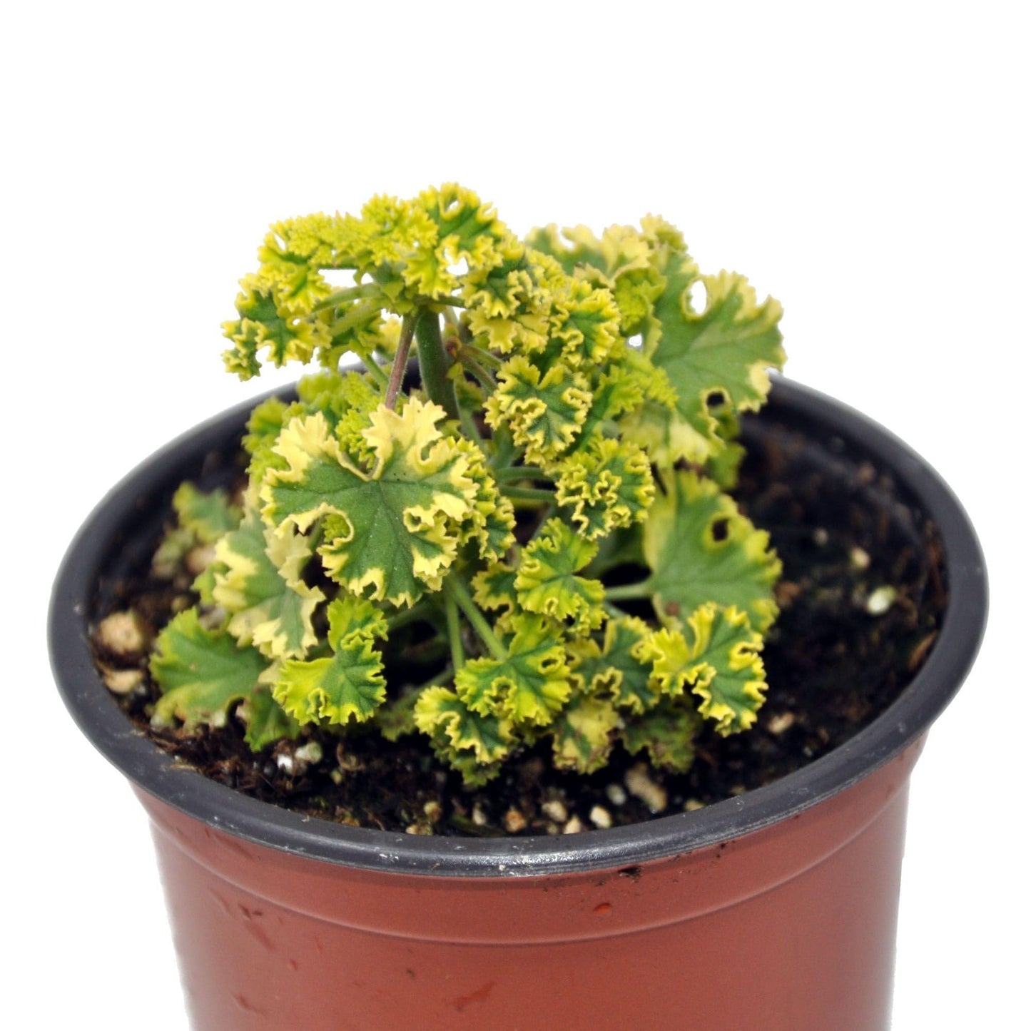 Pelargonium crispum ‘Cy’s Sunburst’, Scented Geranium Variegated, Lemon Scented Geranium, Tender Perennial or houseplant, Lemon Scented Leaves, Container Size: 3" (2.6x3.5)