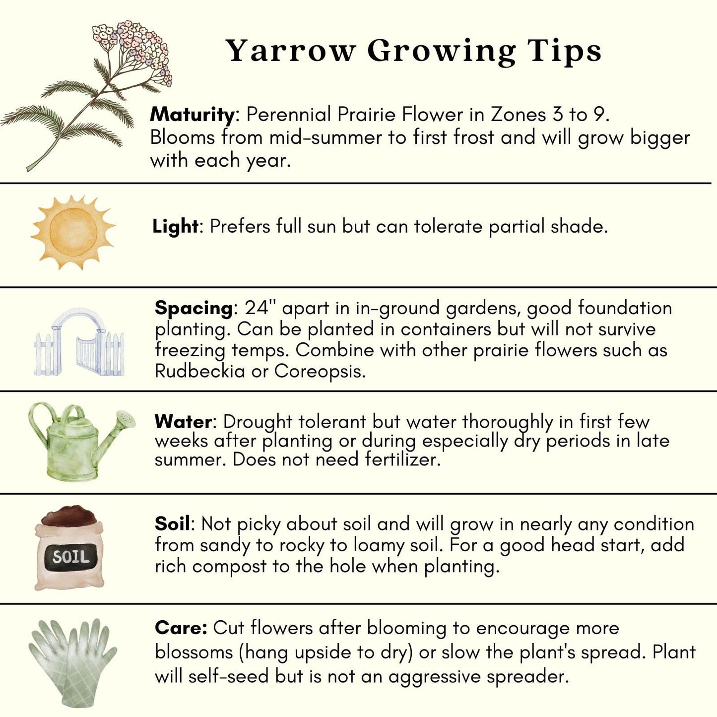 Clovers Garden Yarrow Summer Pastels (Achillea) Plant Plants – Two (2) Live Plants – Non-GMO - Not Seeds - Each 4" to 8" Tall – in 4" Inch Pots – Hardy Flowering Perennial, Pollinator Favorite