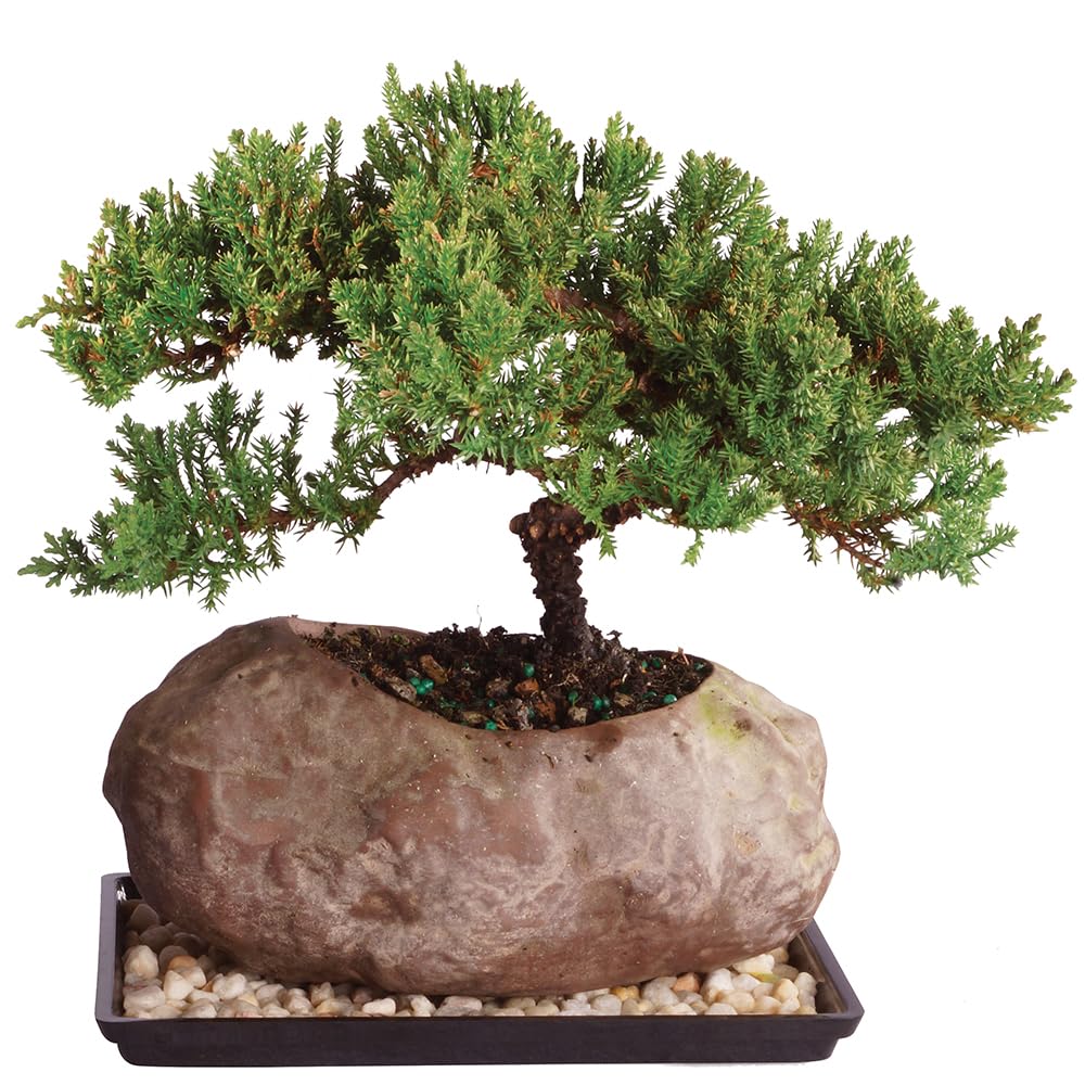 Brussel's Bonsai - Live Green Mound Juniper Bonsai Tree with Rock Pot and Bonsai Tray, Outdoor Bonsai Tree Live Plant, 5 Years Old, 6-10 Inches Tall, Easy Care Bonsai for Patio Garden (Medium)