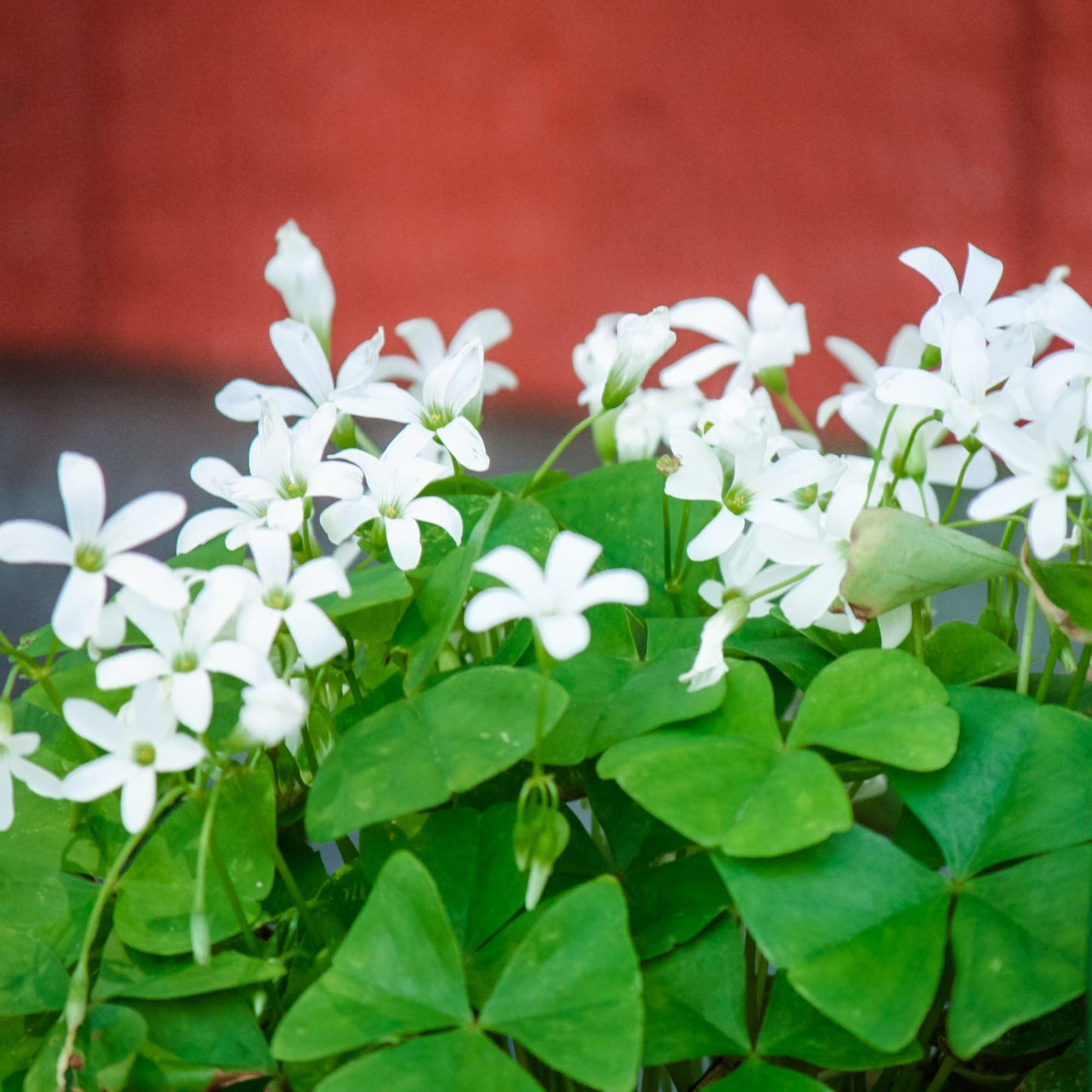 Easy to Grow Oxalis Regnellii Lucky Shamrocks Pack of 20 Plant Bulbs - Green Foliage with White Flowers Spring to Summer, Indoor Outdoor Low Maintenance