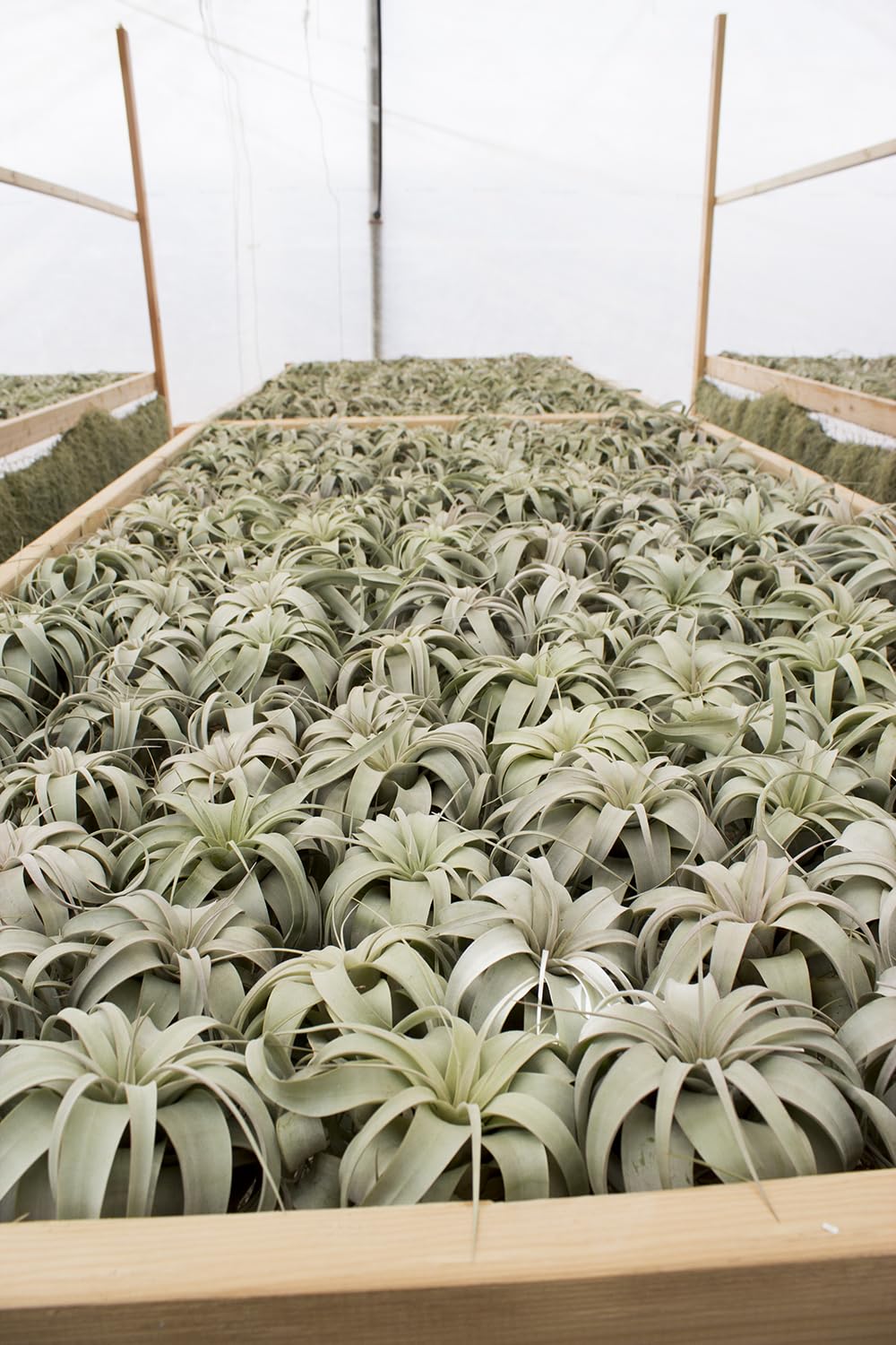 Garden in the City Air Plant Tillandsia Xerographica 6" Wide, Greenhouse Grown, Ships from California, Indoor Outdoor