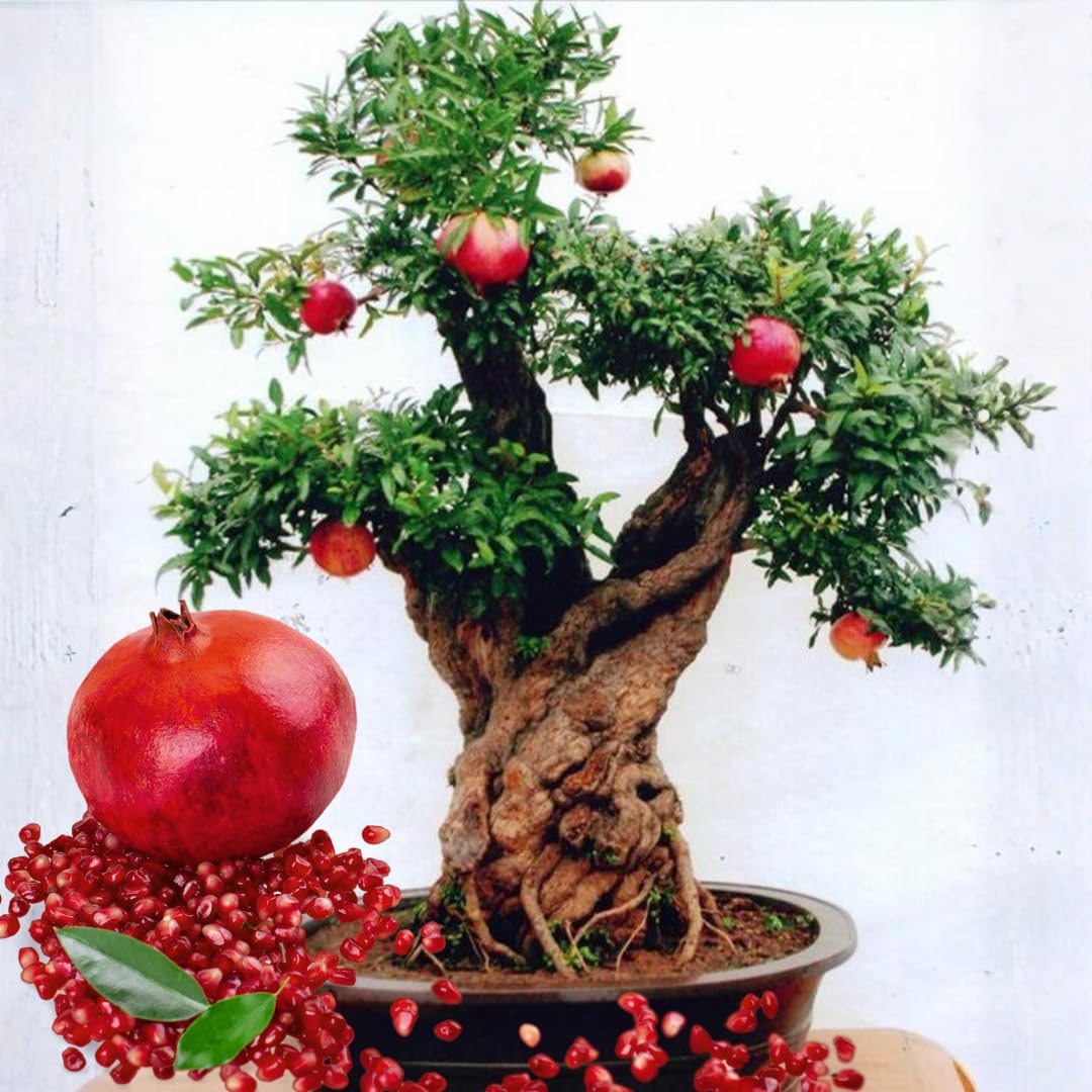2 Fast-Growing Pomegranate Trees Live Plants, Cold Hardy, Spring Planting, Starter Size from 4 to 8 Inc, Sweet Fruit Tropical Plant