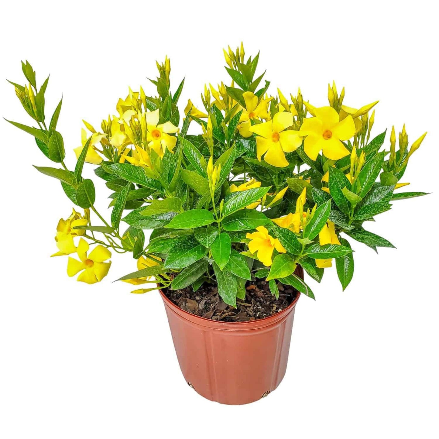 Tropical Plants of Florida Yellow Dipladenia Live Plant - 3 Gallon 22 to 26 Inch Tall Tropical Flowering Bush Outdoor Patio Garden Plant Mandevilla