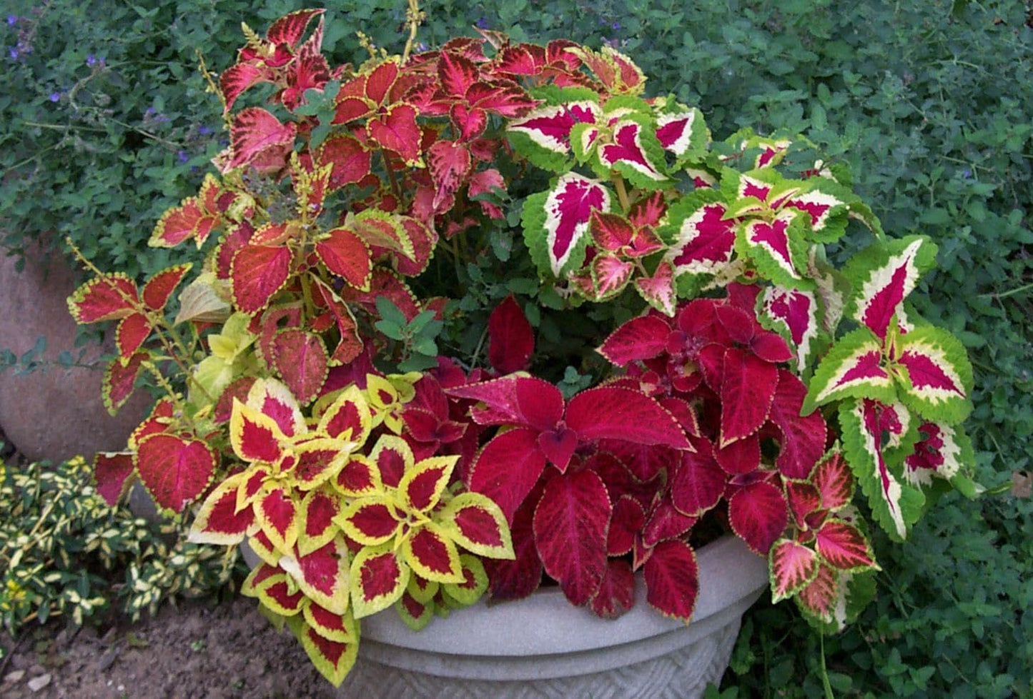 Coleus Rainbow Mix Live Plants, Set of 6, Colorful Foliage for Indoor Outdoor Gardens