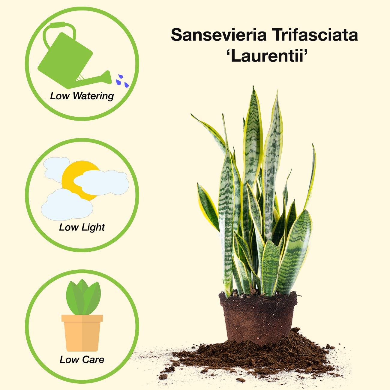 Perfect Plants Snake Plant Sansevieria Trifasciata Laurentii 16in Tall | Easy Care Houseplant | Perfect for Low to Bright Light Conditions, 6 in Grower's Pot