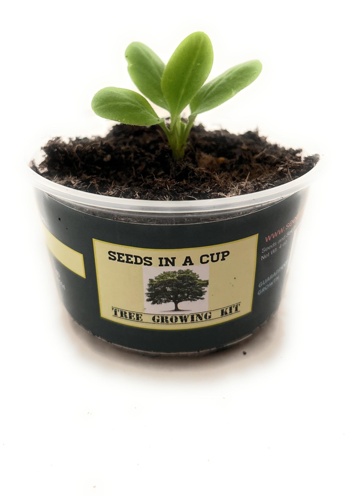 Seeds In A Cup: Tree Grow Kit | Easy to use | Educational | Memorial Gift | Plant It for The Planet | Grow Your Own Tree |Wide Selection to Choose from (Orange)