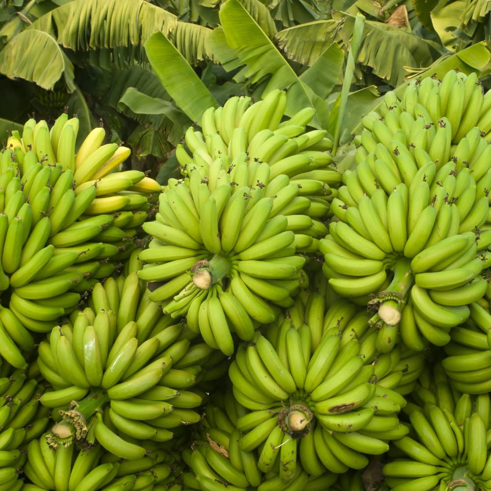 Banana Tree Live Plant, Banana Plant Live, Cold Hardy, Well-Rooted, Sweet Fruit, 4-6 Inches Tall for Outdoor Planting (Grand Nain Banana)