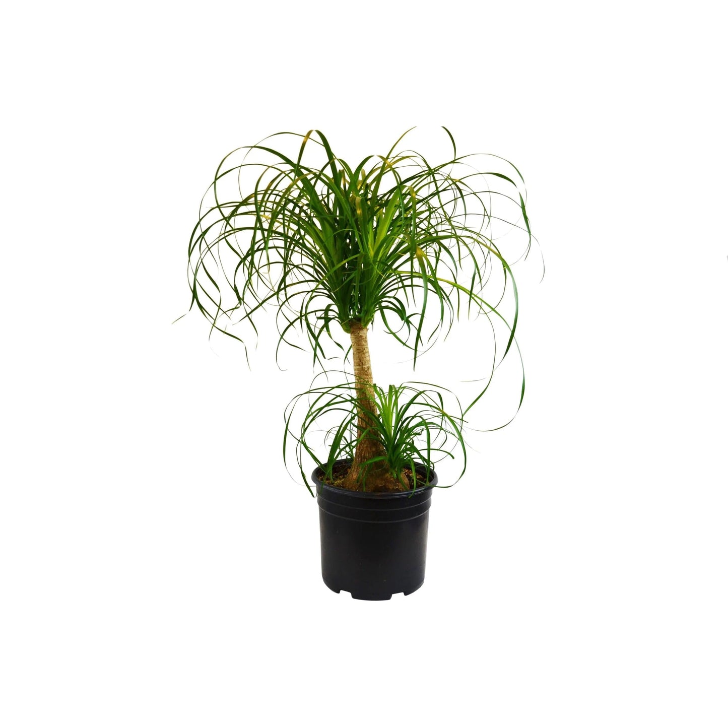 Palm Ponytail in 3in Pot - Live Plants Tropical Houseplants | Variegated | USA Growers | The Snobby Leaf