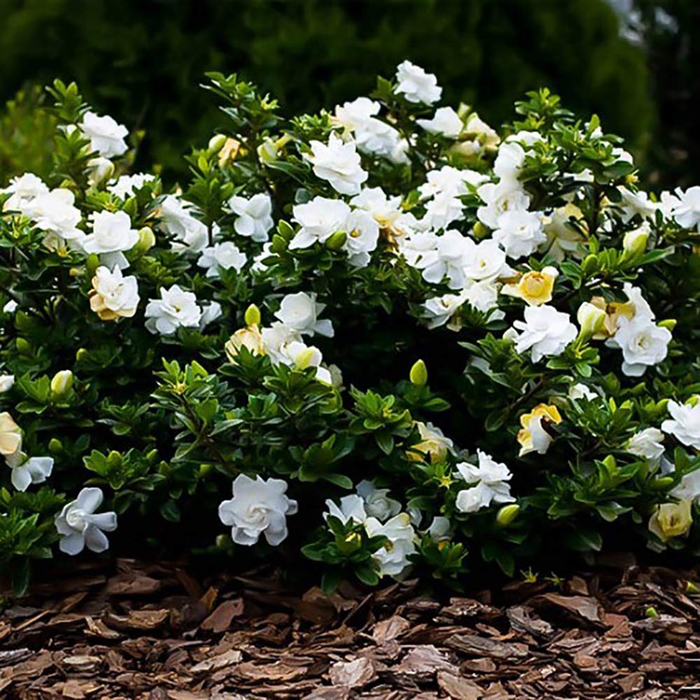 Gardenia 3 Gal. August Beauty Gardenia Shrub